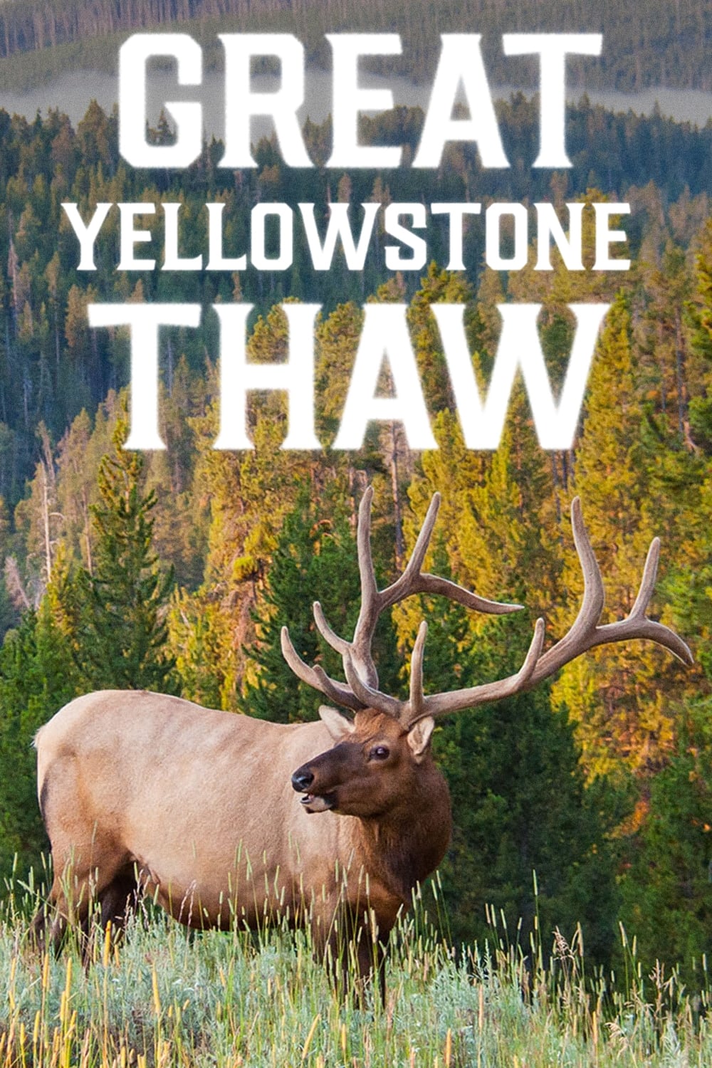 Affiche de la série Great Yellowstone Thaw poster