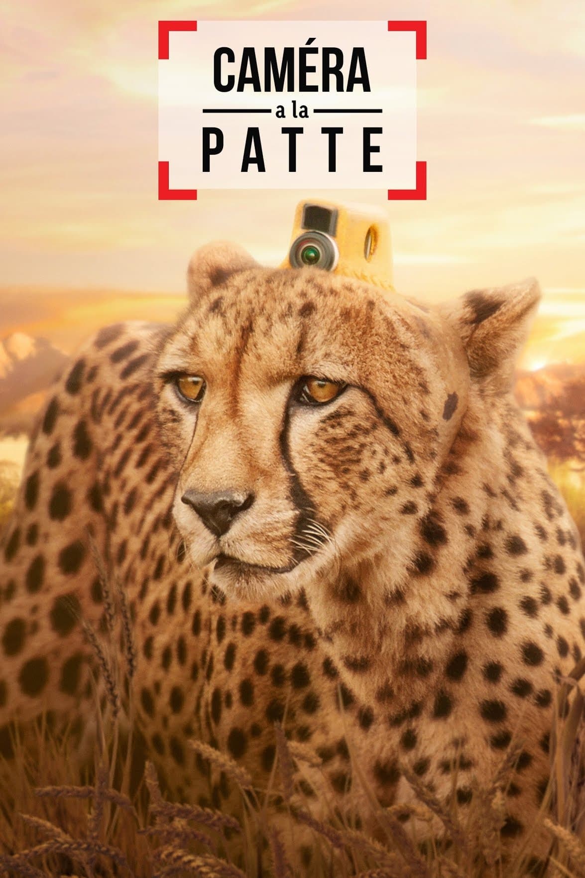 Les saisons de Caméra à la patte sont-elles disponibles sur Netflix ou autre ?