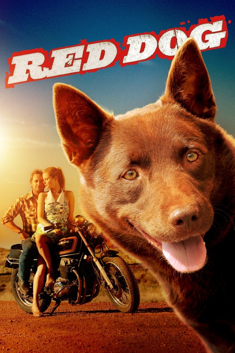 Affiche du film Red Dog