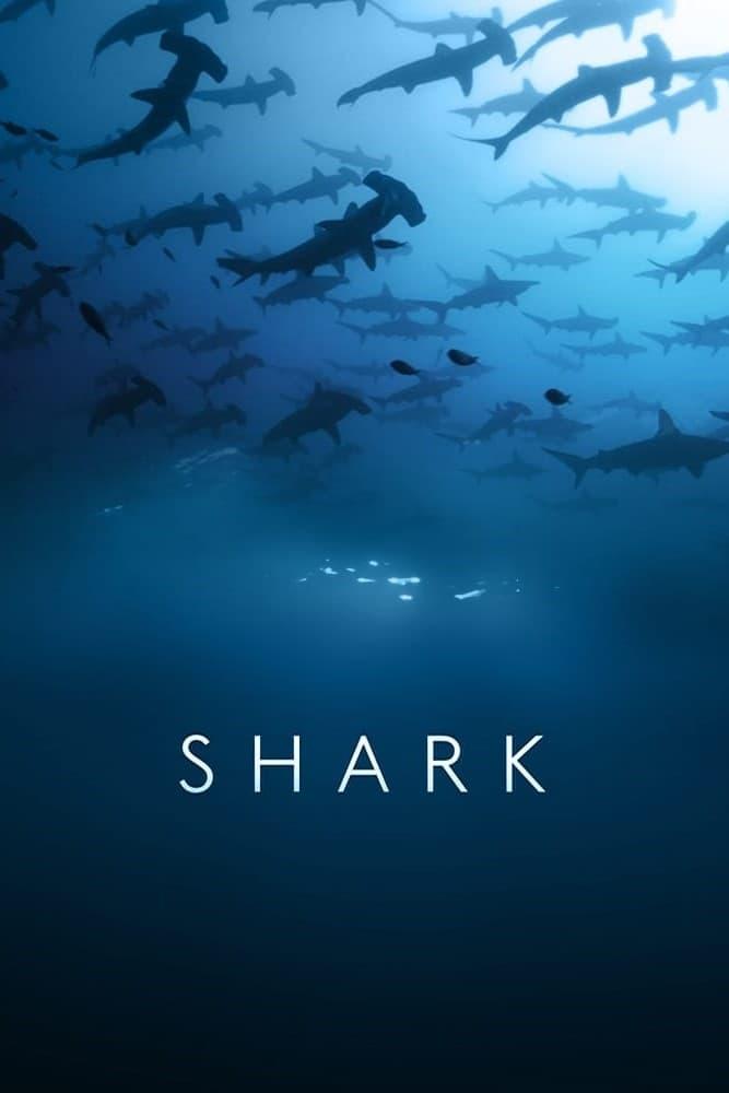 Affiche de la série Requins : à bas la mauvaise réputation ! poster