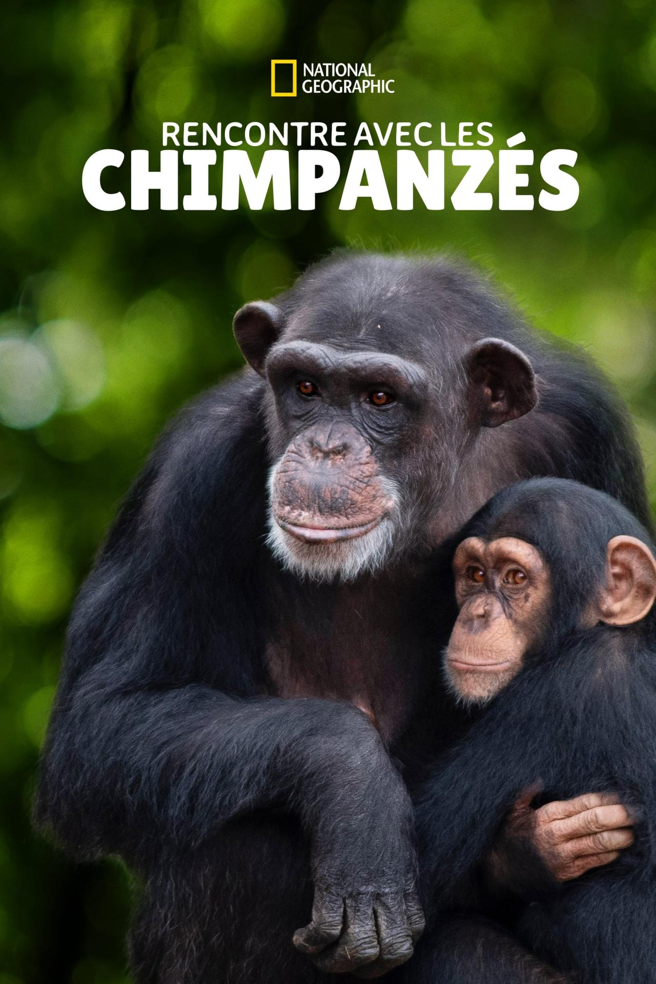 Affiche de la série Rencontre avec les Chimpanzés