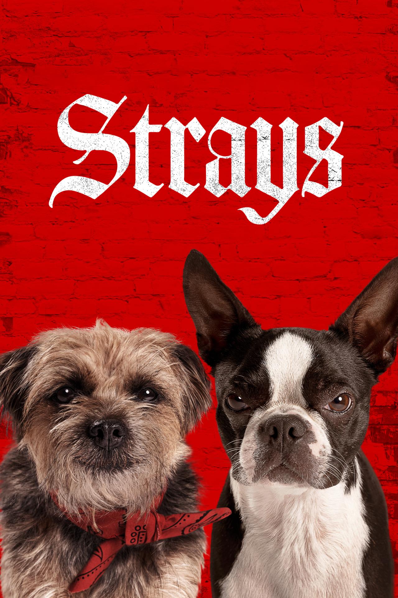 Affiche du film Backstreet Dogs poster